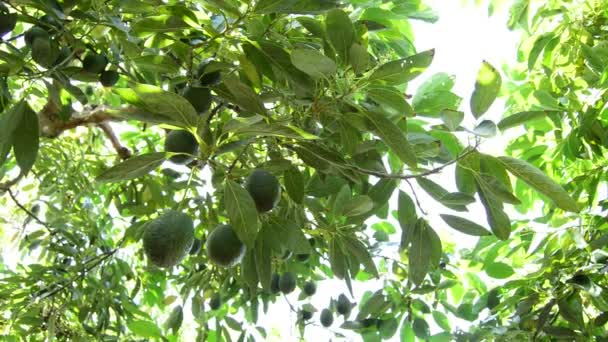 Avokádo ovoce v plantáži při sklizni — Stock video