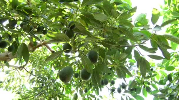 Avokado meyve hasat plantasyonunda — Stok video