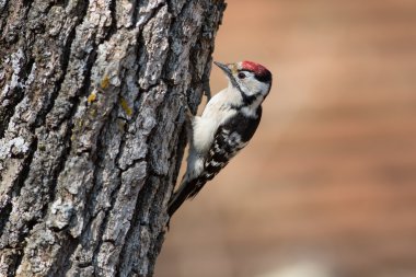 Rengarenk ağaçkakan. Dendrocopos.