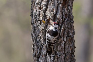Rengarenk ağaçkakan. Dendrocopos.