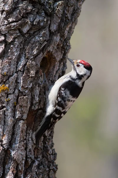 Picchio variopinto. Dendrocopo . — Foto Stock