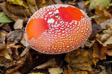 Ormanın arka planına karşı kızıl sinekler. Zehirli ve halüsinojen mantarlı Uçan Agarik sonbahar ormanlarının arka planında. Manita muscaria. İlham verici doğal sonbahar manzarası