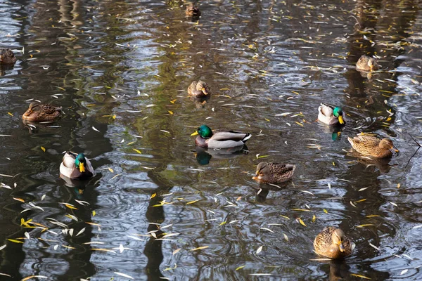Ducks Swim River City Park — Stock Photo, Image