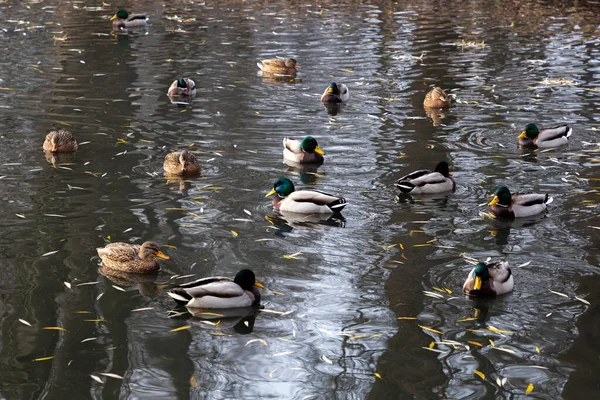 Enten Schwimmen Auf Einem Fluss Stadtpark — Stockfoto