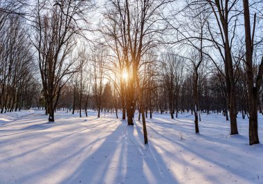 Kar beyazı karla kaplı soğuk bir kış gününde şehir parkı.