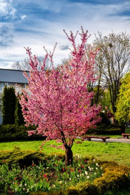 Sakura bir bahar günü şehir parkında çiçek açar.