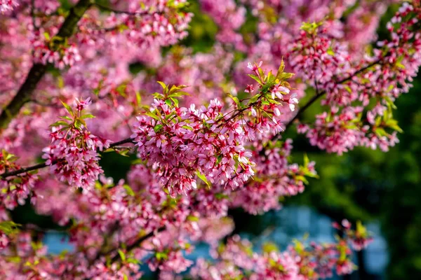 Sakura bir bahar günü şehir parkında çiçek açar.
