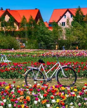 Güneşli bir günde manzaralı lale tarlaları. 