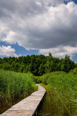 Svitiaz Gölü, Shatsk Ulusal Doğal Parkı. Ormana giden tahta yol.. 