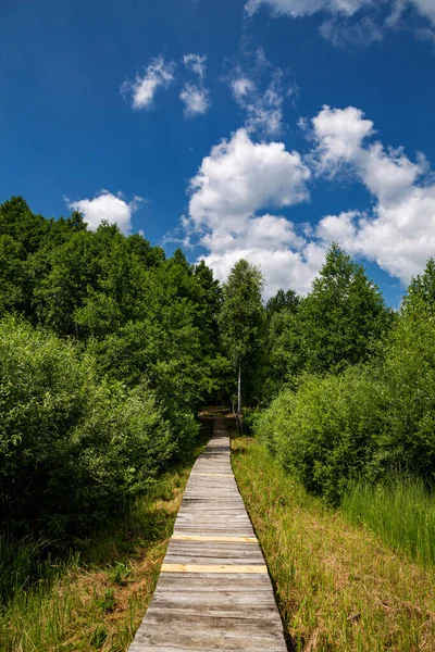 Озеро Свитязь Шацкий Национальный Природный Парк Деревянная Дорога Лес — стоковое фото