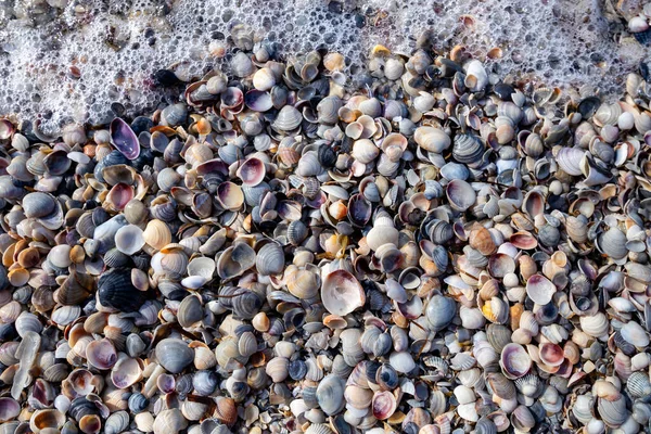 Snäckskal Stranden Havet — Stockfoto