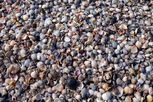 海の島の海岸にある貝殻 — ストック写真