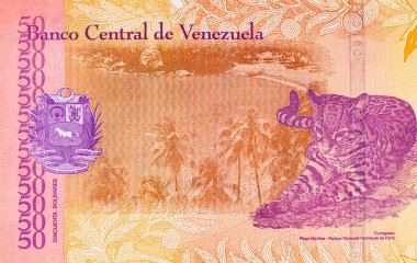 50 Bolivares, Venezuela banknot parçası ve çivi yazısı leopar resmi. Venezuellinin kağıt parası