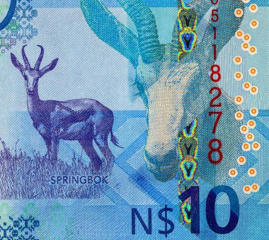 Namibya 10 dolar 2025 sentlik Springbok antilobu resmi. Yeni Namibya parası.