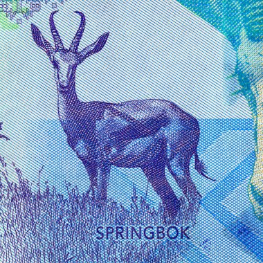 Namibya 10 dolar 2025 sentlik Springbok antilobu resmi. Yeni Namibya parası.
