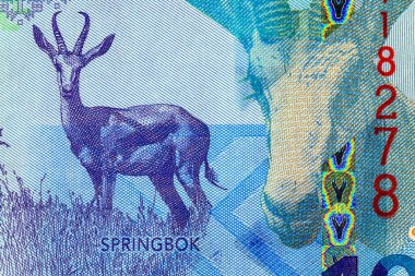 Namibya 10 dolar 2025 sentlik Springbok antilobu resmi. Yeni Namibya parası.