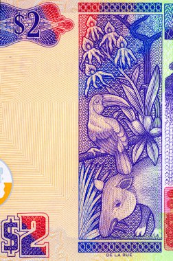 2 dolar, Belize ve bir papağan. Belize 'nin ulusal para birimi. Büyük Britanya kolonilerinin parası..