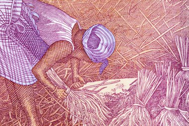 5 dolar, Liberya 'da pirinç hasadı yapan dişi bir çiftçi tasviri. Liberya kağıt parası.