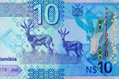 Namibya 10 dolar 2025 sentlik Springbok antilobu resmi. Yeni Namibya parası.