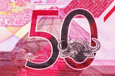 Tasarım için 50 şilin Kenya banknotunun bir parçası. Kenya ve Afrika 'nın parası.