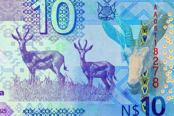 Namibya 10 dolar 2025 sentlik Springbok antilobu resmi. Yeni Namibya parası.