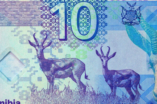 Namibya 10 dolar 2025 sentlik Springbok antilobu resmi. Yeni Namibya parası.