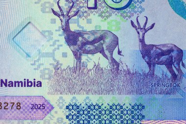 Namibya 10 dolar 2025 sentlik Springbok antilobu resmi. Yeni Namibya parası.