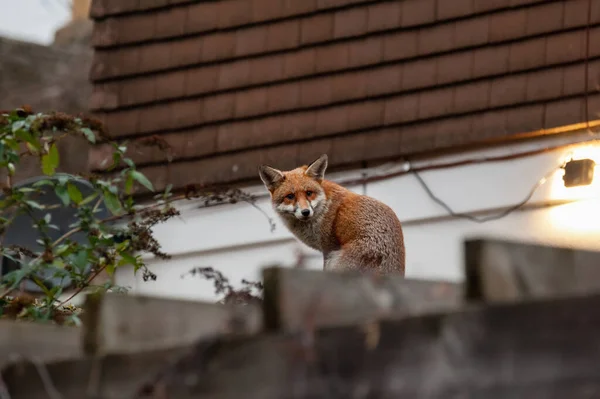 ロンドン北部の住宅庭園で早朝の訪問中に壊れたガラスでスパイクレンガの壁の上をさまよっている赤いキツネ — ストック写真