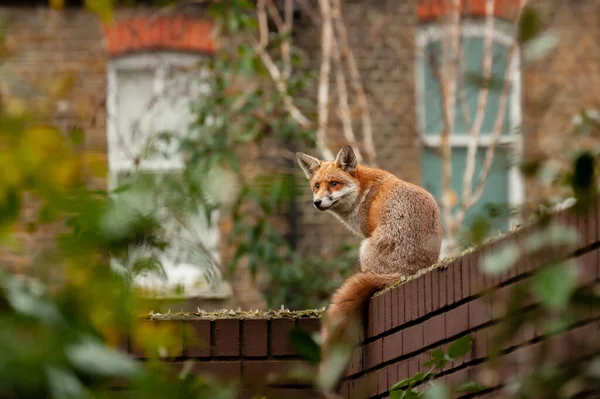 Rotfuchs Vulpes Vulpes Wandert Auf Ziegelmauer Mit Glasscherben Während Seines — Stockfoto