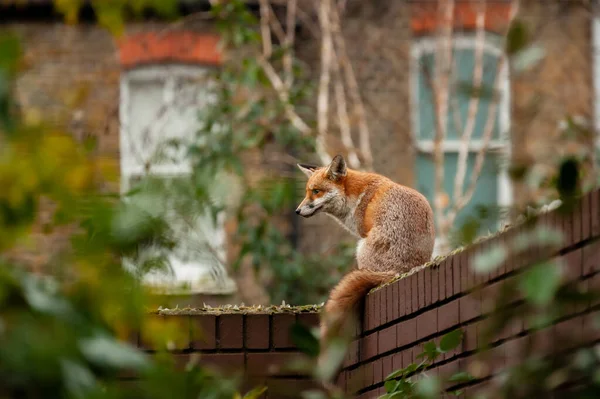 Kızıl Tilki (Vulpes vulpes), sabahın erken saatlerinde İngiltere 'nin kuzey Londra kentindeki konut bahçelerine yaptığı ziyarette kırık camla çivilenmiş tuğla duvarın tepesinde dolaşıyordu..