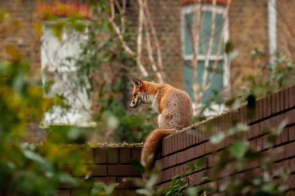 Rotfuchs Vulpes Vulpes Wandert Auf Ziegelmauer Mit Glasscherben Während Seines — Stockfoto