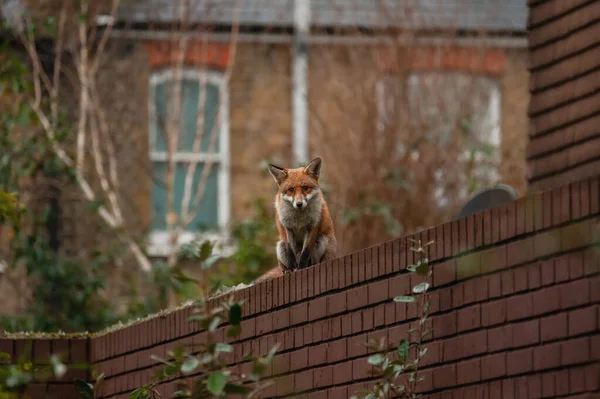 Kızıl Tilki (Vulpes vulpes), sabahın erken saatlerinde İngiltere 'nin kuzey Londra kentindeki konut bahçelerine yaptığı ziyarette kırık camla çivilenmiş tuğla duvarın tepesinde dolaşıyordu..