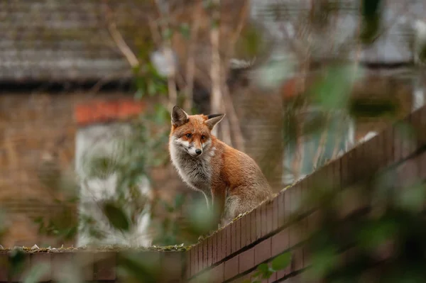 Kızıl Tilki (Vulpes vulpes), sabahın erken saatlerinde İngiltere 'nin kuzey Londra kentindeki konut bahçelerine yaptığı ziyarette kırık camla çivilenmiş tuğla duvarın tepesinde dolaşıyordu..