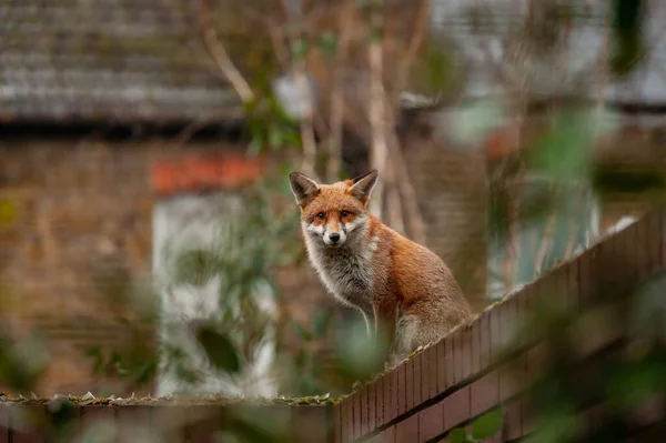 Kızıl Tilki (Vulpes vulpes), sabahın erken saatlerinde İngiltere 'nin kuzey Londra kentindeki konut bahçelerine yaptığı ziyarette kırık camla çivilenmiş tuğla duvarın tepesinde dolaşıyordu..