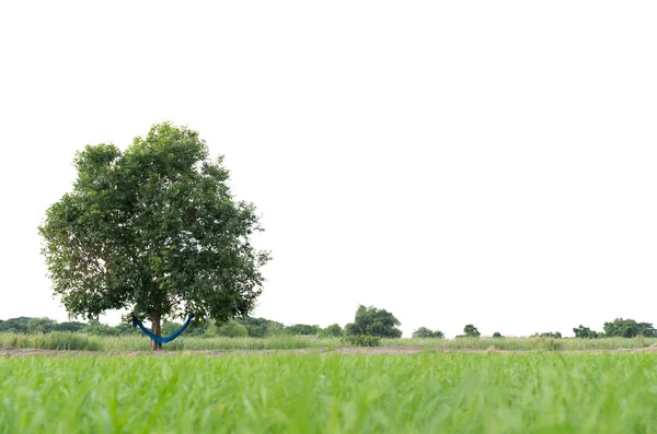 잔디 풀밭에 녹색 나무 — 스톡 사진