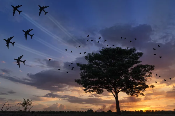 飞机和鸟类在日落时的剪影 — 图库照片