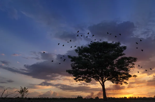 Boom silhouet met vliegende vogels — Stockfoto