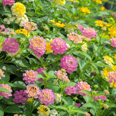 Güzel Lantana çiçekler