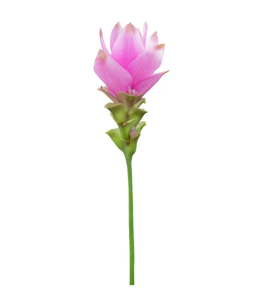 Verse roze Siam Tulip — Stockfoto