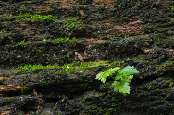 Mousse sur écorce d'arbre — Photo