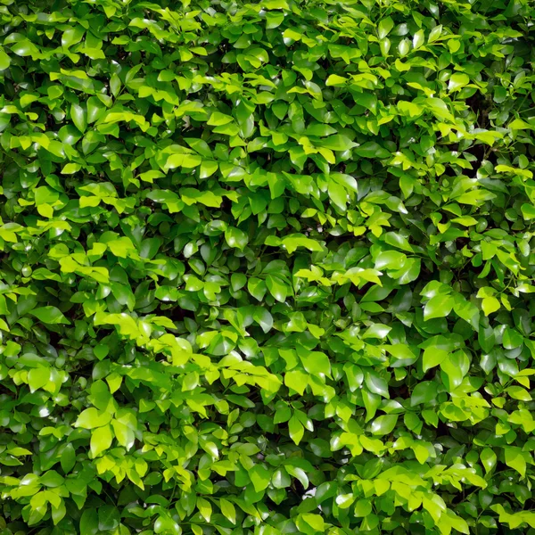 Gröna blad bakgrund. — Stockfoto