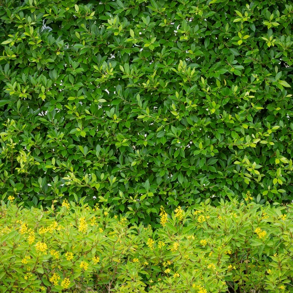 Hojas verdes fondo. — Foto de Stock