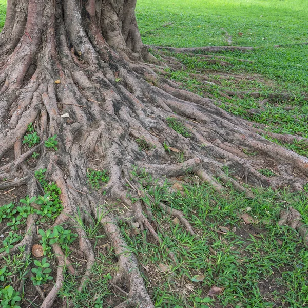 Grandi radici d'albero — Foto Stock