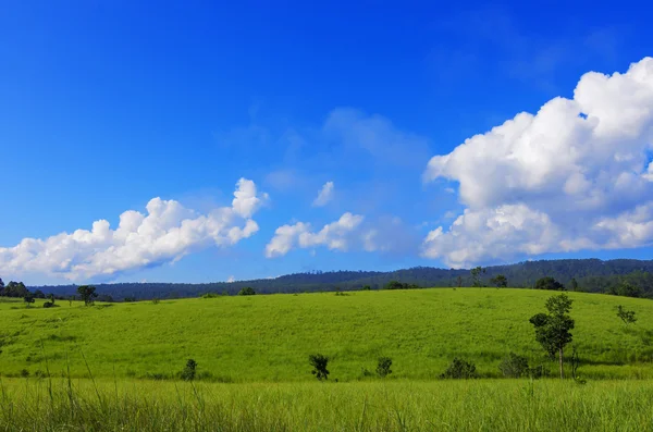 Campo de hierba verde — Foto de Stock