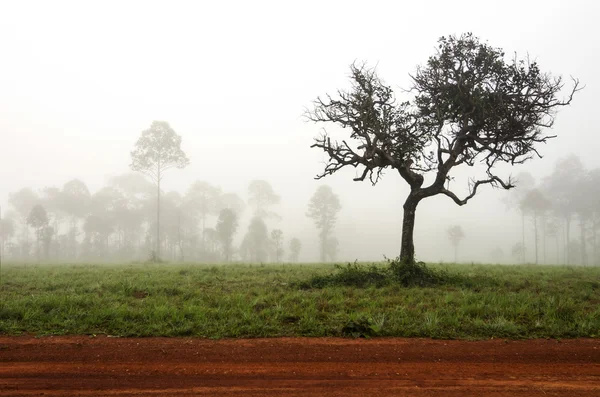 Лес с утренним туманом — стоковое фото