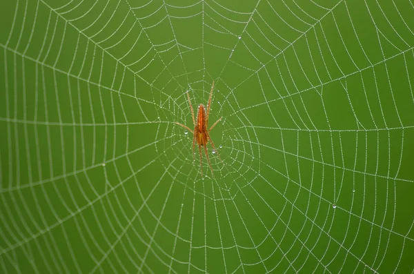 Το Wild spider κόκκινο — Φωτογραφία Αρχείου