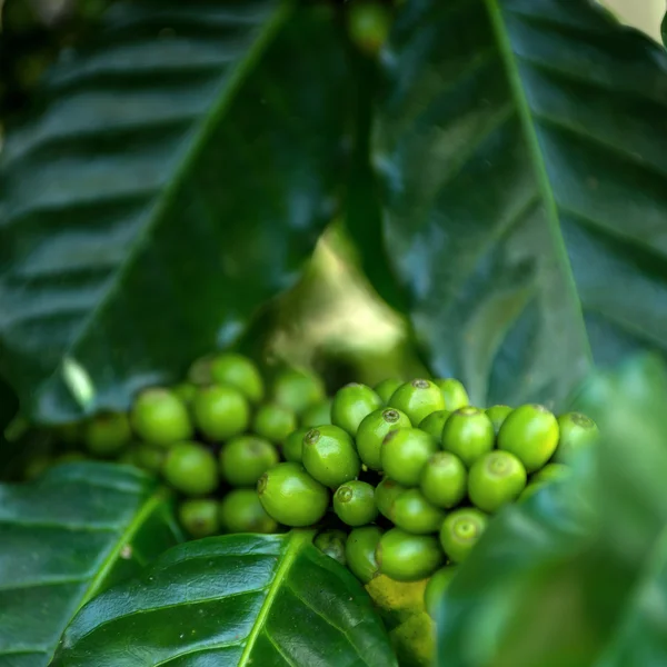 グリーン熟したコーヒーのブランチ — ストック写真