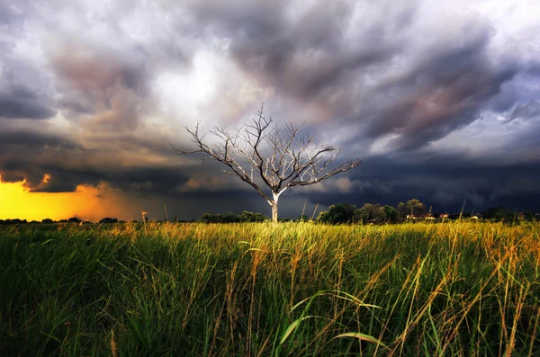 Gewitterwolken über totem Baum — Stockfoto