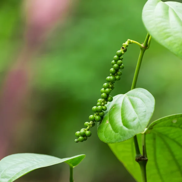 Peppercorn verde fresco —  Fotos de Stock