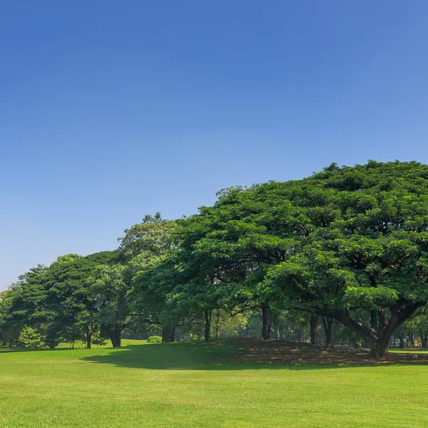 File di alberi nel parco — Foto Stock